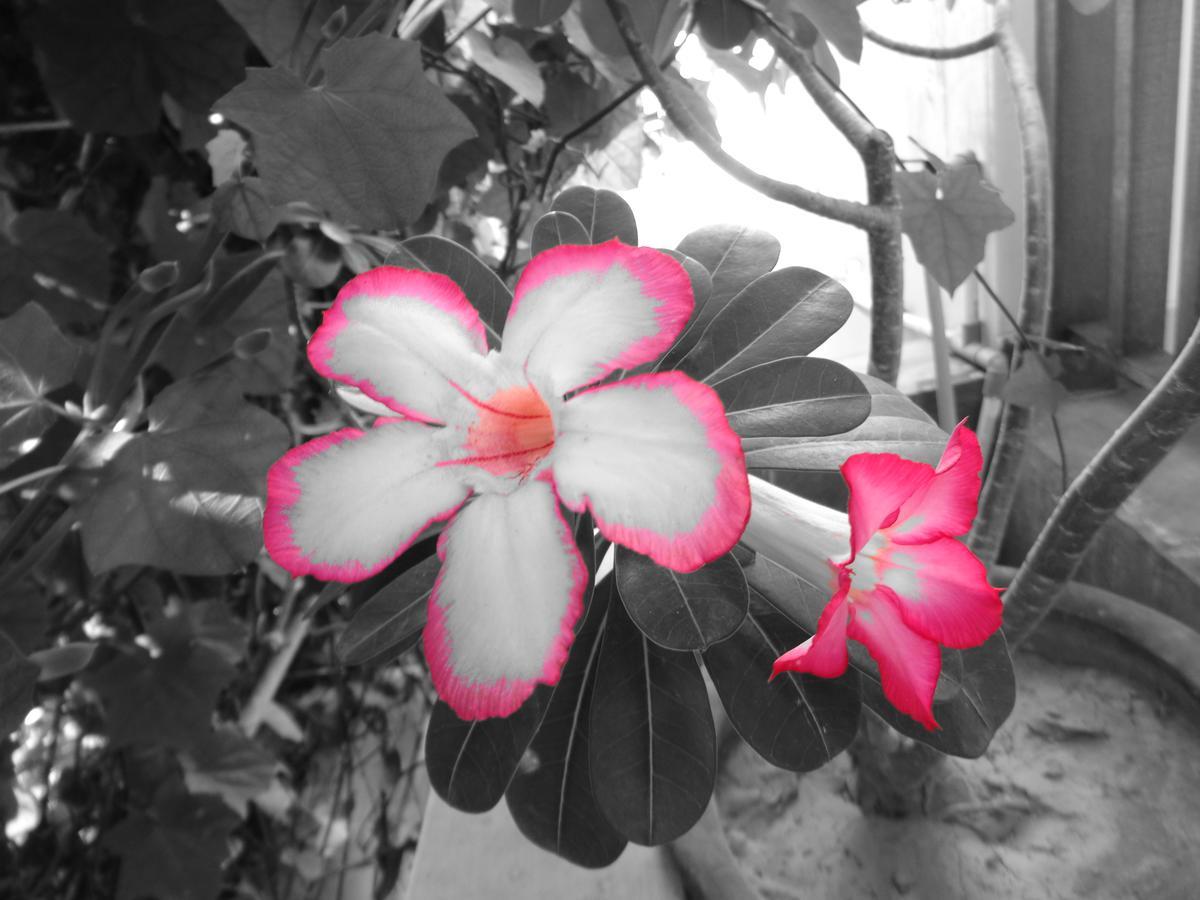 Yulia 1 Bed & Breakfast Sanur Eksteriør bilde